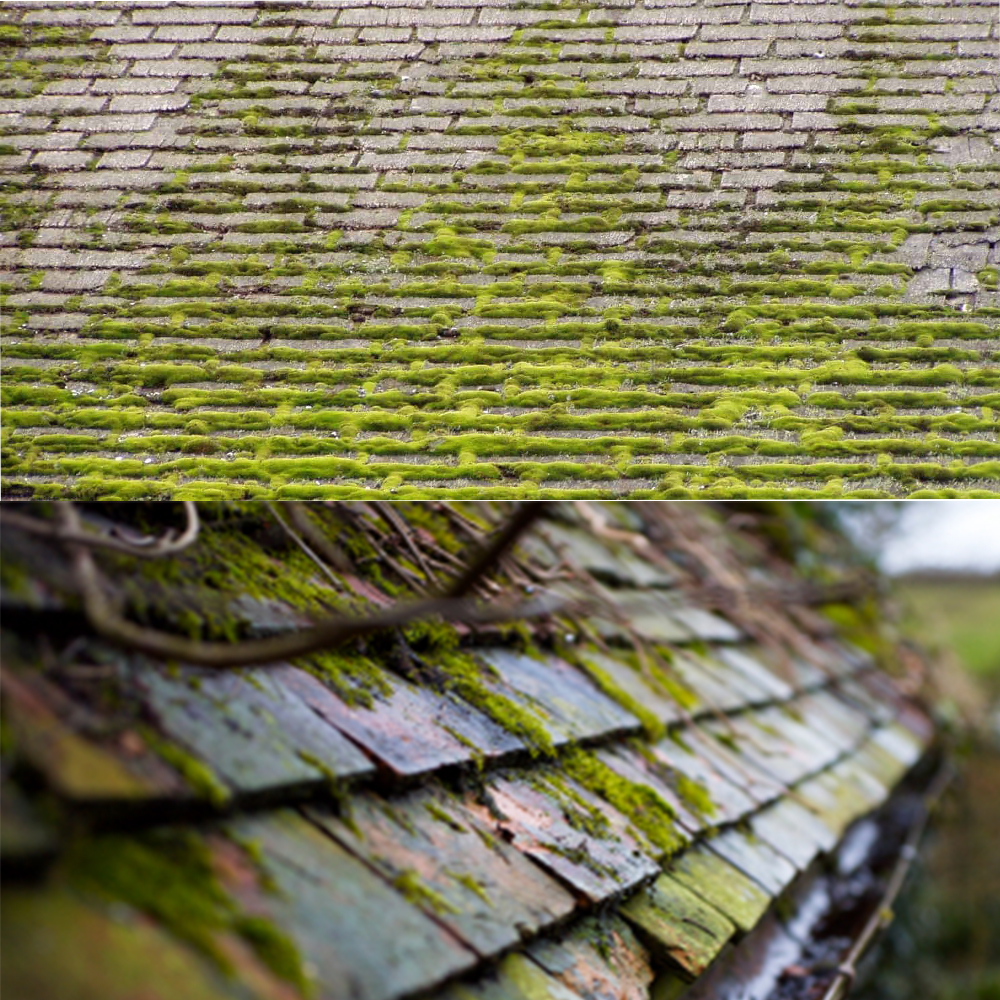 Roof covered in moss and mould